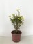 Dikenler Tacı Küçük Çiçekli Ithal Euphorbia Milli (Sarı) 2