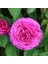 Pembe Kokulu Isparta Gül Fidesi-10-15 cm 1