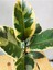 Ficus Elastica Tineke Alacalı Kauçuk Bitkisi-Kauçuk Variegata 30CM 2