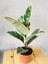Ficus Elastica Tineke Alacalı Kauçuk Bitkisi-Kauçuk Variegata 30CM 3
