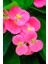 Iç Mekan Özel Renk Uzun Ömürlü Dayanıklı Pink Taç Çiçeği /mini Boy 15CM 2
