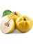 Tüplü Yarı Bodur Mayhoş Aromalı Limon Ayva Fidanı 1
