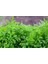 Yöresel Hatay Teresi (Ince Yaprak) Tohumu-10 Gram 1