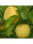 Tüplü Yarı Bodur Sulu Golden Delicious Elma Fidanı 1