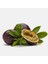 Mor Meyveli Passiflora Edulis Maruçya Çarkıfelek Tohumu-7 Adet 1