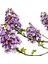 Dünya'nın En Hızlı Büyüyen Ağacı Paulownia Fidanı 3