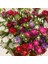 Dilber Kirpiği Aster Çiçeği Tohumu-50 Adet (Orjinal Paket) 1