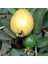 Saksıda Sarı Armut Guava Fidanı 1