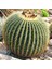 Echinocactus Altınfıçı Kaktüs Tohumu-50 Adet 1