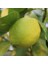 Tüplü Eski Çeşit Kütdiken Yediveren Limon Fidanı 1