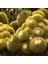 Echinocactus Altınfıçı Kaktüs TOHUMU-100 Adet 2