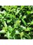 Tüplü Çit Bitkisi Ligustrum Kurtbağrı Fidanı 1