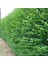 Tüplü Çit Bitkisi Ligustrum Kurtbağrı Fidanı 2