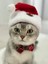 Yeni Yıl Kedi Şapkası Lastikli Yılbaşı Şapkası Yetişkin Kedi Noel Baba Şapkası 2