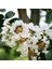 Tüplü Beyaz Çiçekli Lagerstroemia Indica Oya Ağacı 1