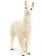 Lama 1