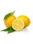 Limon Bonesi / 250 Adet / Bitki Çayı Bonesi 2