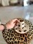 Leopar Kahve Fincanı 1