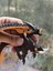 Ejderhanı Nasıl Eğitirsin? Evil Dragon Kötü Ejderha Figür 3
