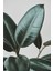 Botanik Sanat | Ficus Elastica Posteri/Çerçevesiz - 50X70 2
