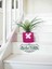 -Pembe Beton Saksıda Tillandsia Çiçeği Ofis Cafe Salon Hediye 1