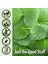 Organik Gotu Kola 475 mg Mineral Centella Asiatica Full Spectrum Immune 7