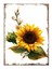 Ayçiçeği Tarlası Model Mdf Tablo 35 cm x 50 cm 1
