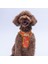 Poodle Air-Mesh Göğüs Tasması Kedi Köpek Göğüs Tasması 1