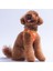 Poodle Air-Mesh Göğüs Tasması Kedi Köpek Göğüs Tasması 3