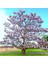 Paulownia (Pavlonya,çin Kavağı) Fidanı 1