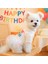 Köpek Elbisesi Doğum Günü – It’s My Birthday Yazılı - Renkli Tül Etekli - Parti Kıyafeti 2