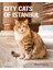 City Cats Of Istanbul 1