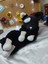 Amigurumi Uyku Arkadaşı Kedi 3