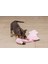 Yavru Köpek Oyuncağı, Flamingo, Peluş, Pembe, 72X27X5CM Lzwdr 3