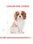 Cavalier King Charles Yavru Köpek Maması 1.5kg 3
