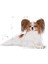 ® X-small Yetişkin Köpek Maması 1,5 Kg 3