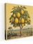 Limon Ağacı Kanvas Tablo - Vintage Narenciye Çiftliği Duvar Dekorasyonu 1