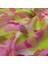 Ipekevi Duygusal Çiçekler Tensel Soft Desenli Eşarp 02219-PEMBE 2