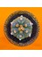 Astrophytum Asterias 6 cm Özel Tür Kaktüs 1