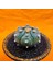 Astrophytum Asterias 6 cm Özel Tür Kaktüs 3