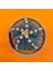 Astrophytum Asterias Ooibo 6 cm Özel Tür Kaktüs 1