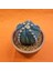 Astrophytum Asterias Ooibo 6 cm Özel Tür Kaktüs 3