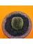 Gymnocalycium Inermis Cristat 5 cm Özel Tür Kaktüs 2