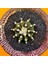 Gymnocalycium VOS1241 4,5 cm Boyutunda Özel Tür Kaktüs 1