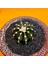 Gymnocalycium VOS1241 4,5 cm Boyutunda Özel Tür Kaktüs 2