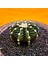 Gymnocalycium VOS1241 4,5 cm Boyutunda Özel Tür Kaktüs 3
