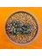 Gymnocalycium Trex 3 cm Özel Tür Kaktüs 1