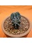 Gymnocalycium Trex 3 cm Özel Tür Kaktüs 3