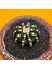 Gymnocalycium VOS1241 4,5 cm Boyutunda Özel Tür Kaktüs 2