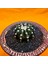 Gymnocalycium VOS1241 4,5 cm Boyutunda Özel Tür Kaktüs 3